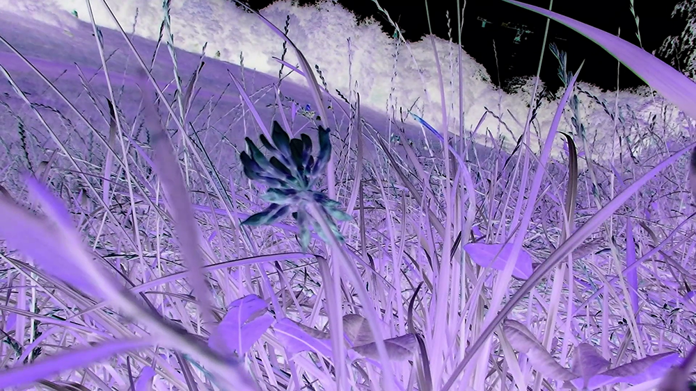 inverted very purple grass blades with a flower