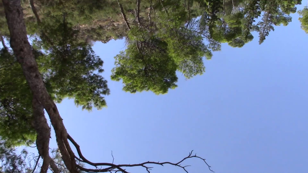 upside down trees with a bright blue sky 