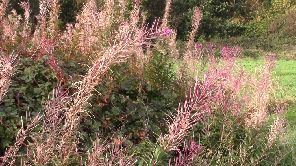 wild pink flowers in a green field