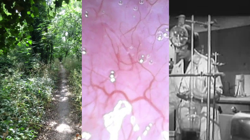 screen in thirds with path in green forest, pink veiny surface with bubbles, black and white interior of a lab