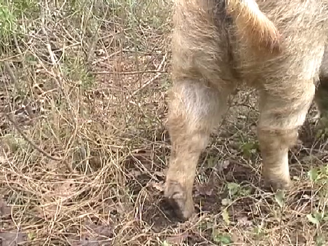 video still of a furry blonde pigs behind