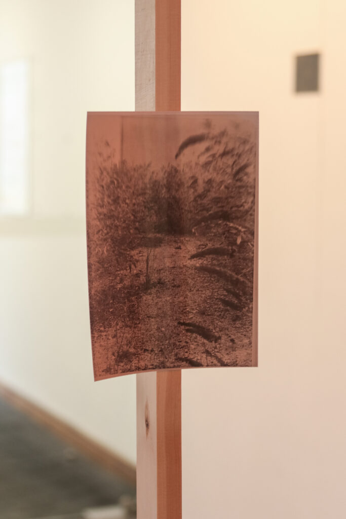 Installation shot of a thin wooden fame with a off-colour vignetted hand printed photograph of a clearing in an overgrown wasteland attached to the frame in a white gallery with subtle red lighting.