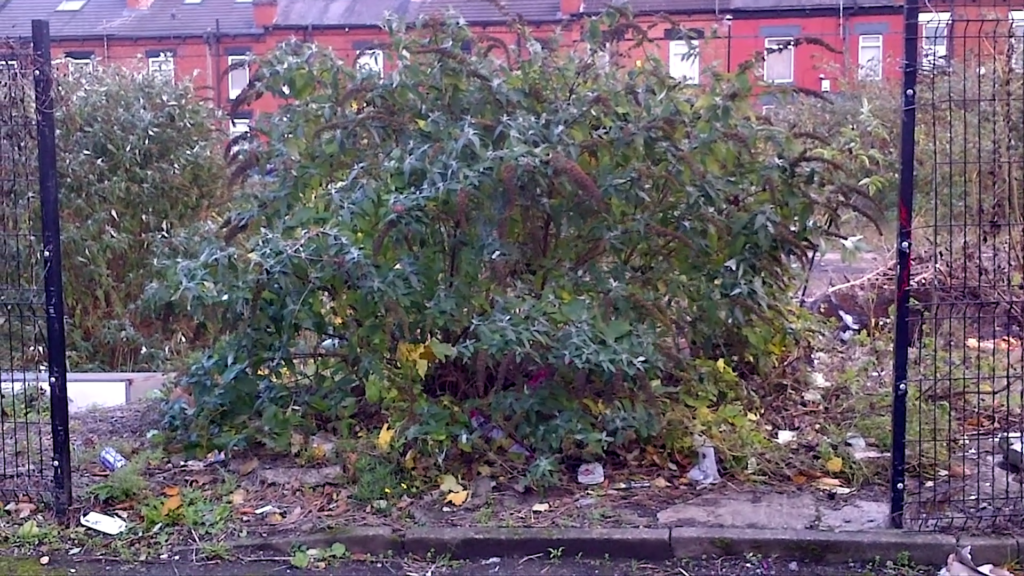 Still of low resolution phone camera footage of a large overgrown bush framed by two parts of black metal fencing.